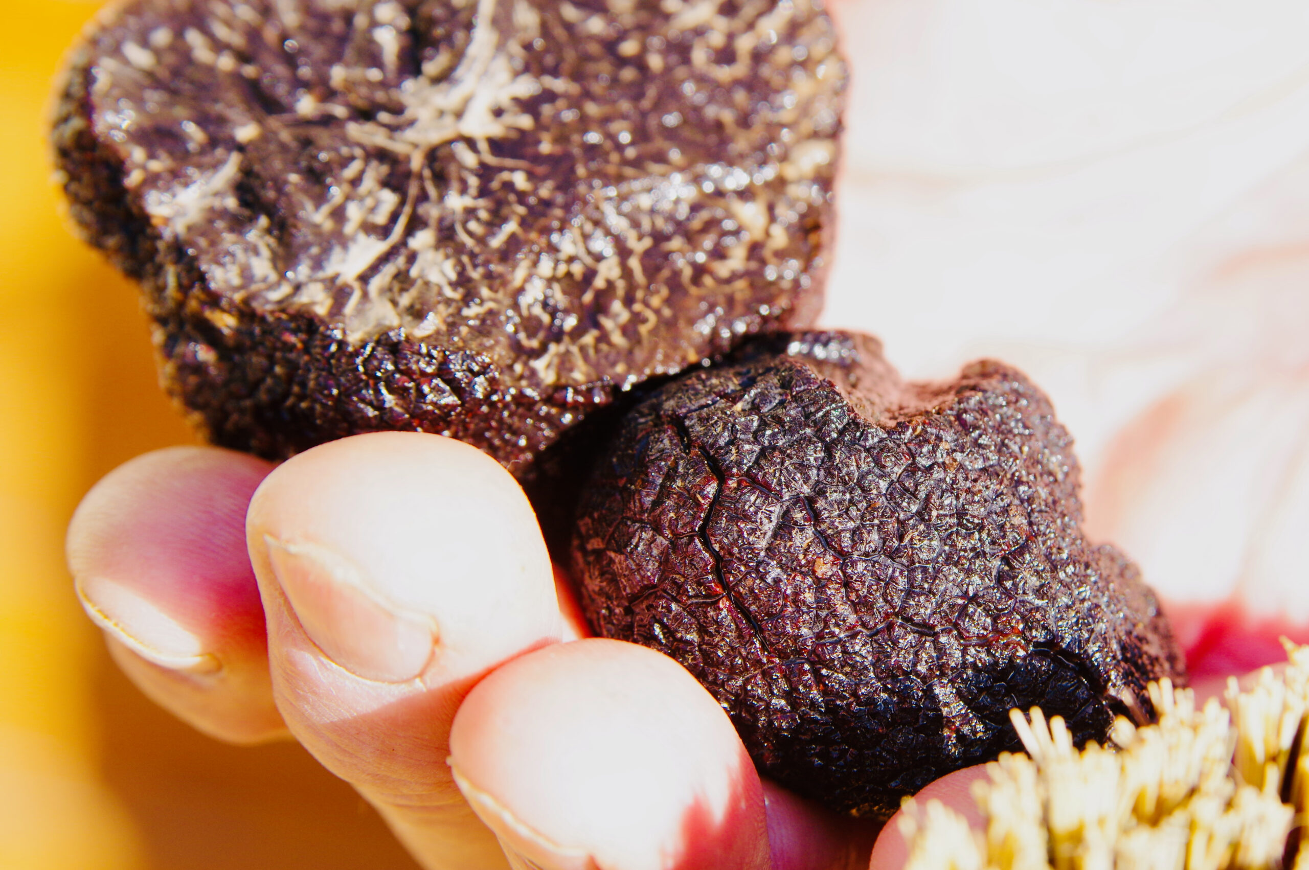 La truffe… quand le champignon devient un diamant - Pays Gourmand